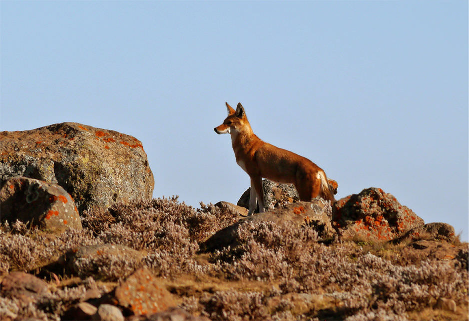 Äthiopischer Wolf, Bale Mountain, Äthiopien 2015