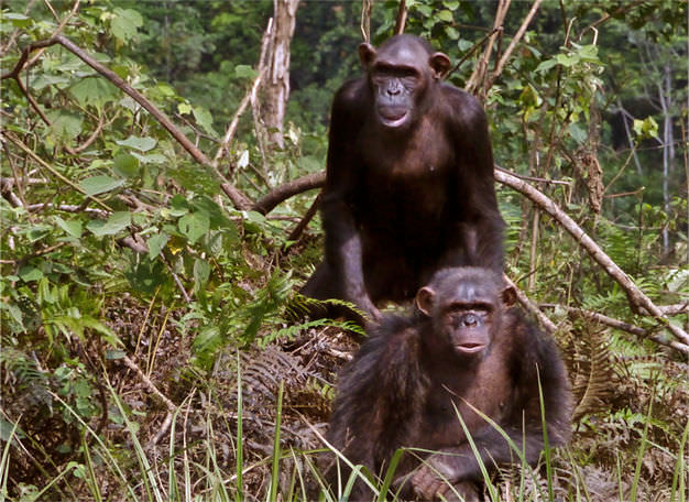 Schimpansen, Bakoumba, Gabun 2011