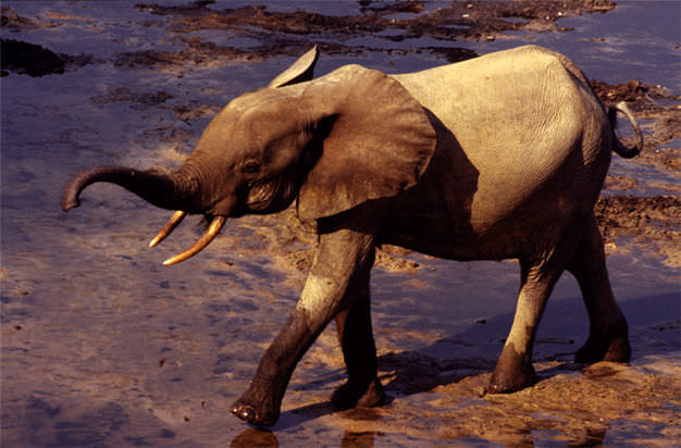 Waldelefant, Dzanga-Sangha, 	Zentralafrikanische Rep. 2002